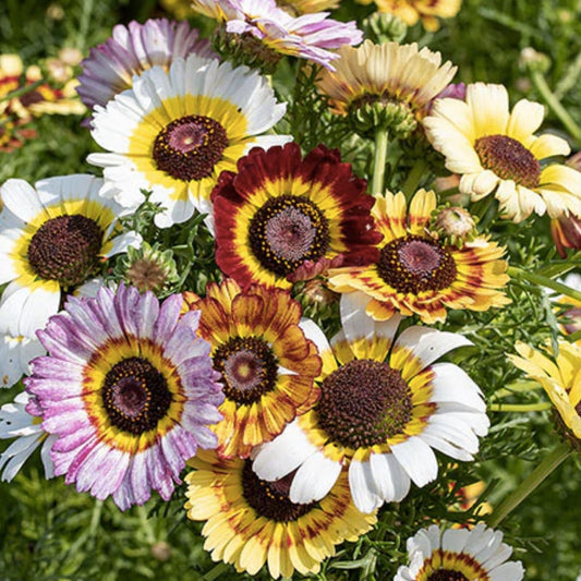 Painted Daisy Seeds 2,500 Count - Chrysanthemum Perennial Flower Seeds for Garden, Landscaping, and Flower Beds