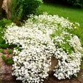 Hardy Rubber Tree Seeds 20 Pack Eucommia ulmoides Drought Tolerant Medicinal Ornamental Gardening