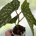 Angelwing Begonia Starter Plant My Special Angel Variety Rooted with Pot Begonia coccinea Houseplant