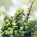 Succulent Cuttings 5 Pack - Portulacaria Afra Clippings for Indoor Planting and Decor - Easy to Grow Succulents
