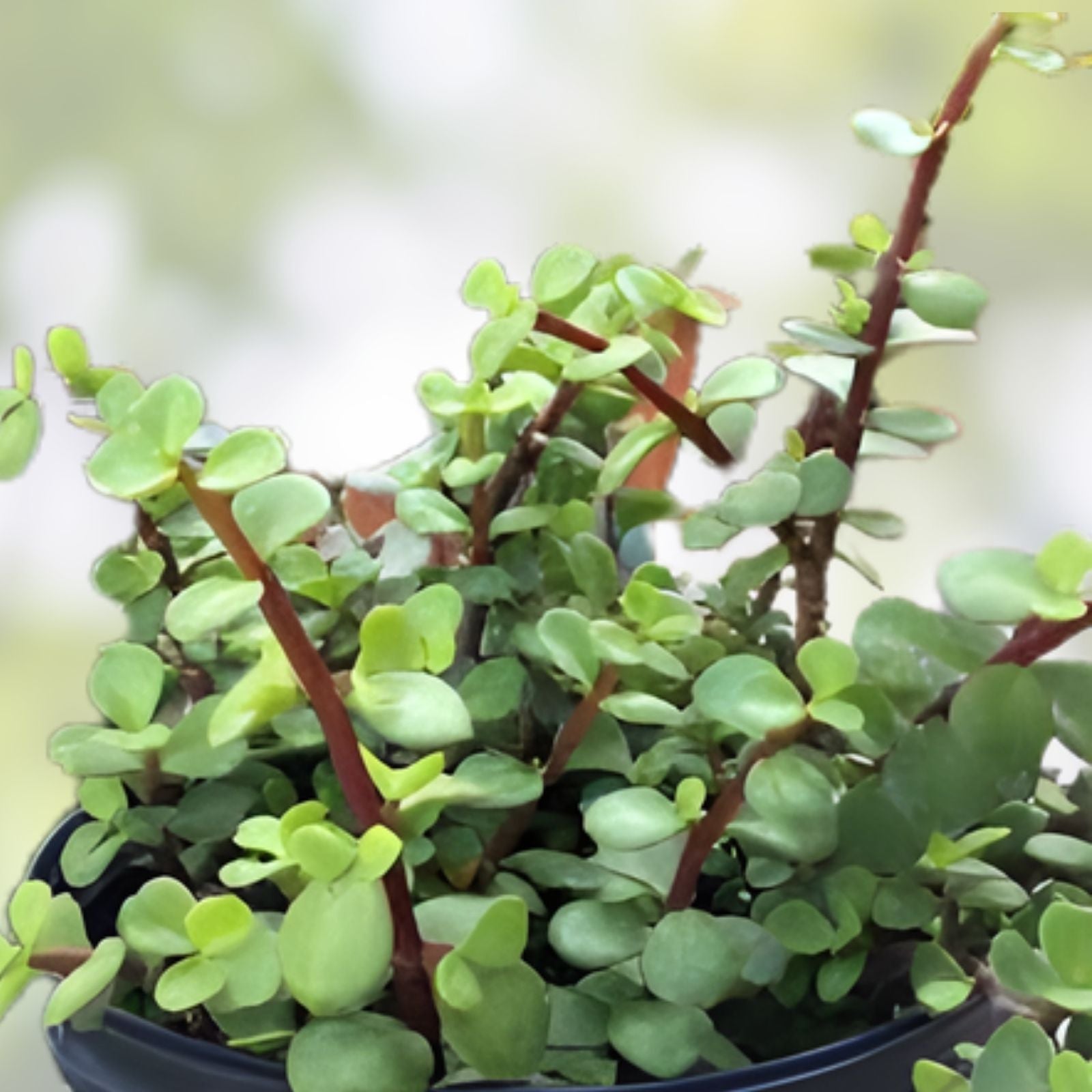 Succulent Cuttings 5 Pack - Portulacaria Afra Clippings for Indoor Planting and Decor - Easy to Grow Succulents