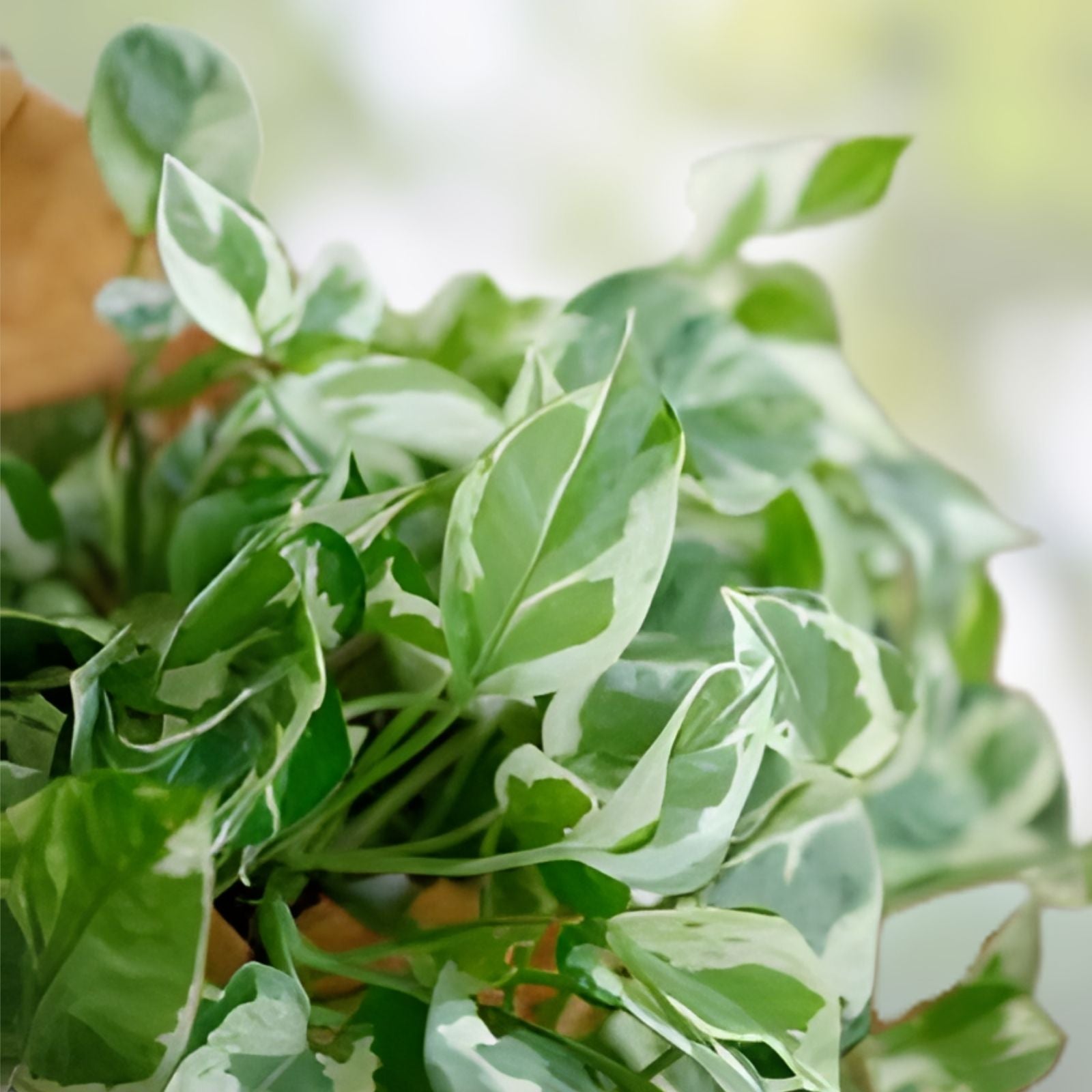 Pearls and Jade Pothos Cuttings, Variegated Devil’s Ivy, Indoor Houseplant, Epipremnum aureum, Live Plant, Starter Plant