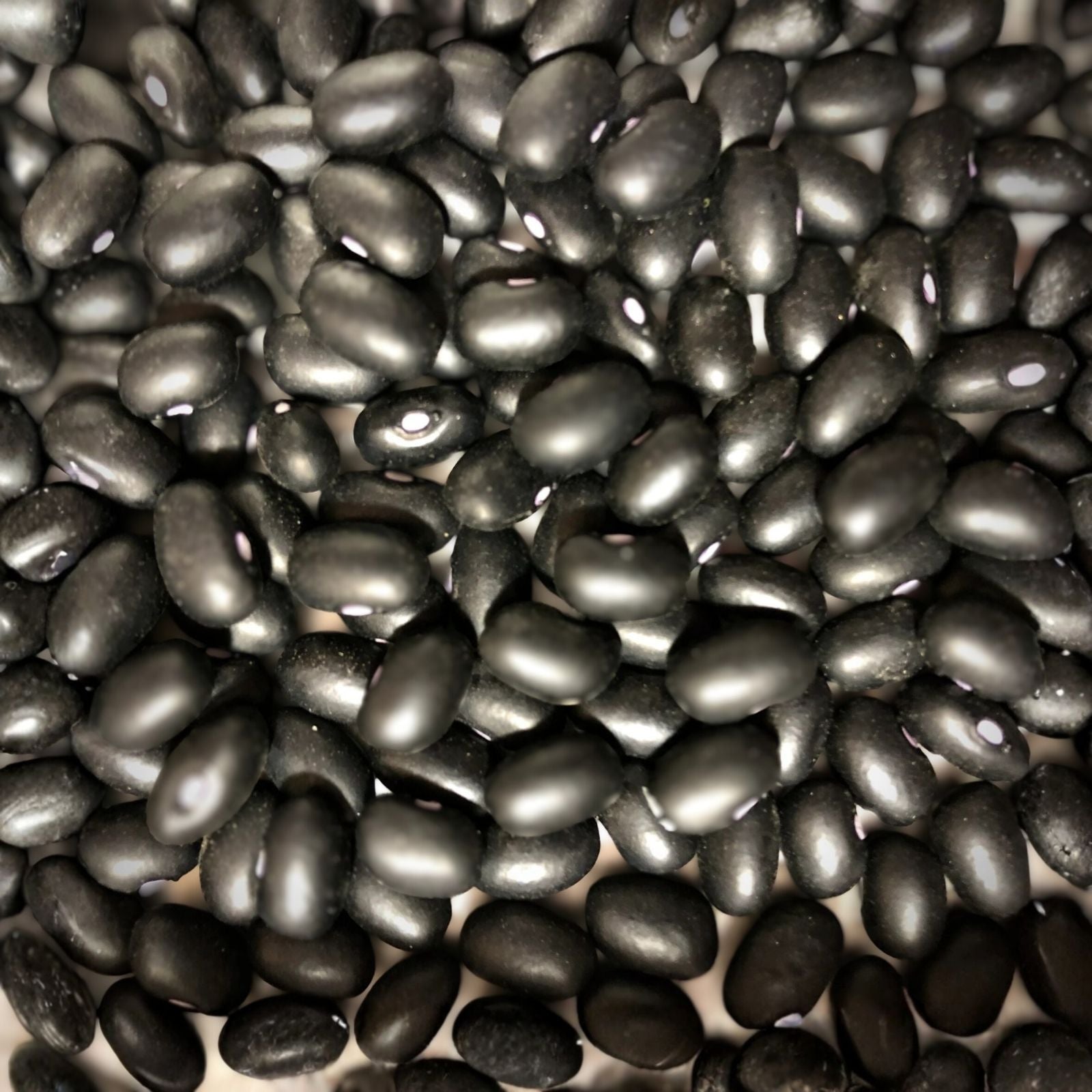 Black Turtle Pole Bean Seeds – Organic Heirloom Vegetable Seeds, Phaseolus vulgaris, 100+ Live Plant Starter, Gardening Supplies