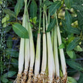 Lemongrass Stalks 5 Count – Live Cymbopogon citratus Herb, Mosquito Repellent, Citronella Plant, Starter, Houseplant