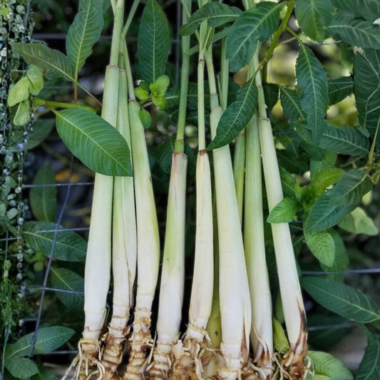 Lemongrass Stalks 5 Count – Live Cymbopogon citratus Herb, Mosquito Repellent, Citronella Plant, Starter, Houseplant