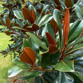 Fresh Live Magnolia Leaves Green Foliage for Floral Arrangements Magnolia grandiflora Bare Root Starter Plant
