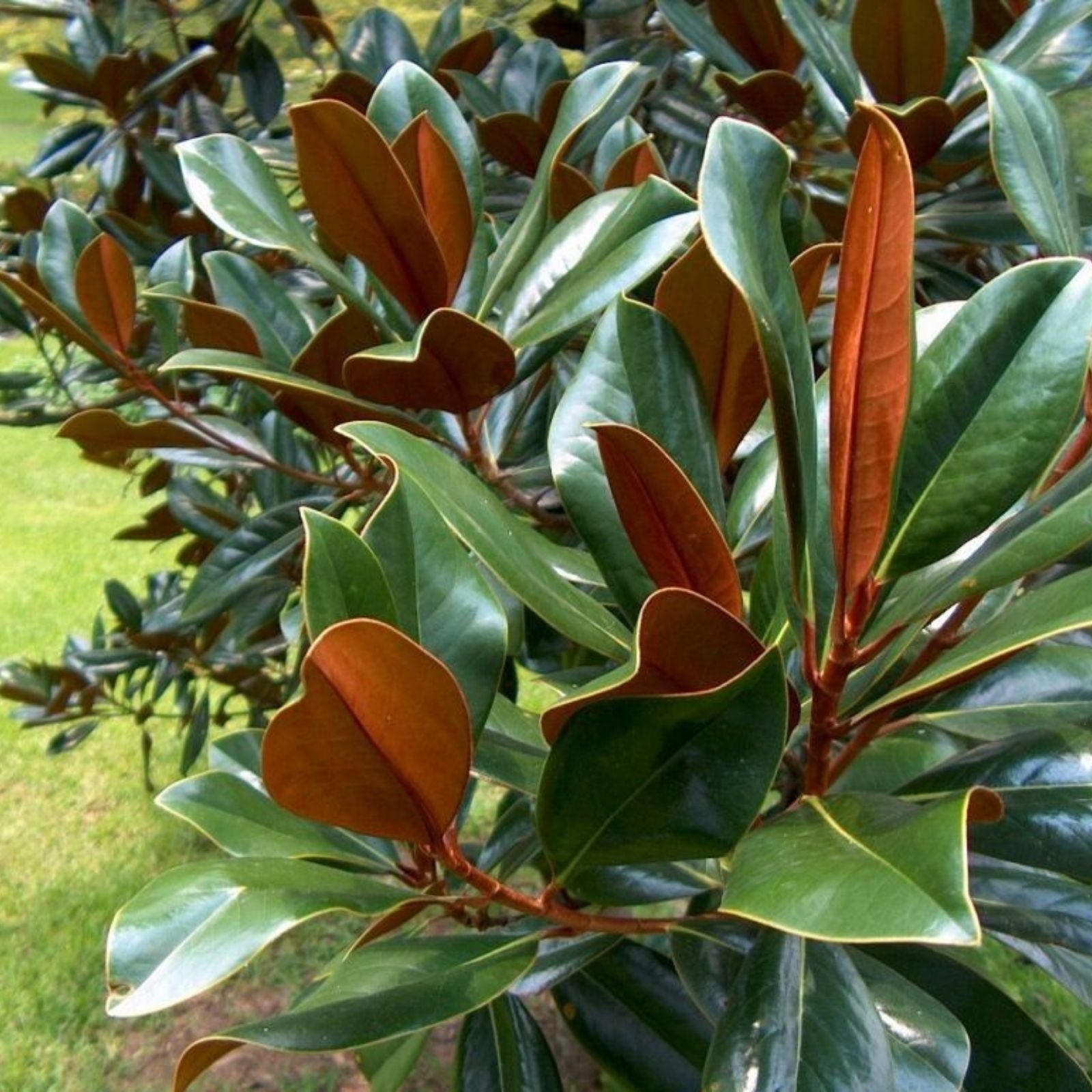 Fresh Live Magnolia Leaves Green Foliage for Floral Arrangements Magnolia grandiflora Bare Root Starter Plant