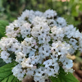 Viburnum Allegheny Cuttings - Hardy Flowering Bush for Hedges - 6 Pack - Viburnum x rhytidophyllum - Fresh Stock