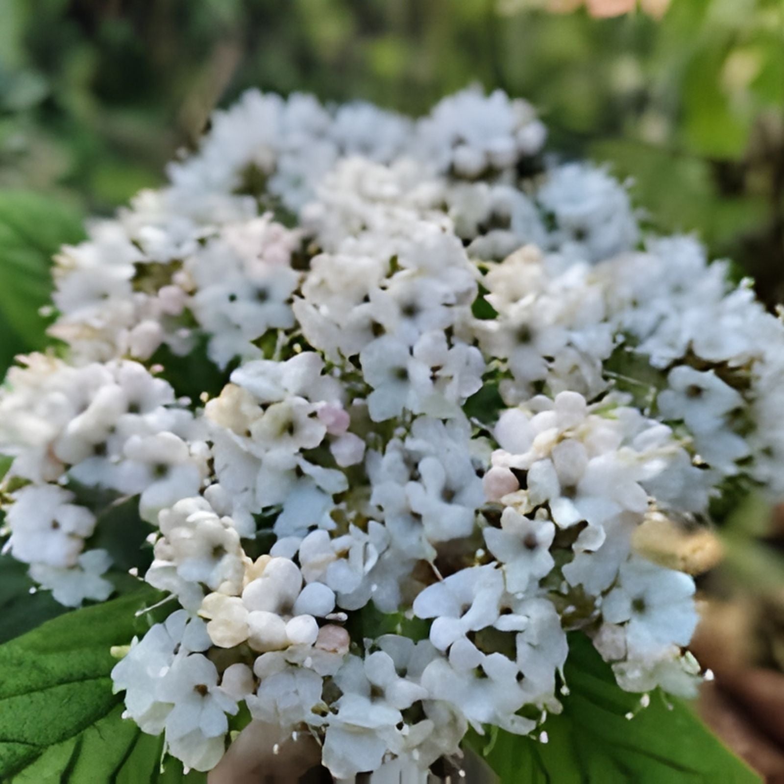 Viburnum Allegheny Cuttings - Hardy Flowering Bush for Hedges - 6 Pack - Viburnum x rhytidophyllum - Fresh Stock
