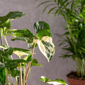 Variegated Syngonium Albo Podophyllum Cutting – Rare Indoor Plant – Unrooted, Free Shipping, Buy 1 Get 1 Free