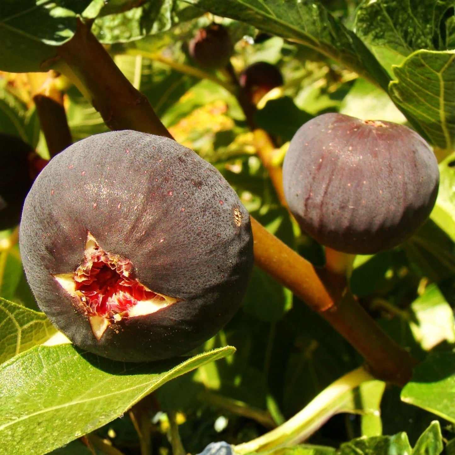 Heirloom Fig Tree Cuttings Lebanese Black Purple Ficus carica Fruit Bearing Live Plant Garden Plant