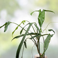 Philodendron Paloraense Live Plant – Tropical Houseplant with Lush Green Foliage – Easy Care Indoor Plant