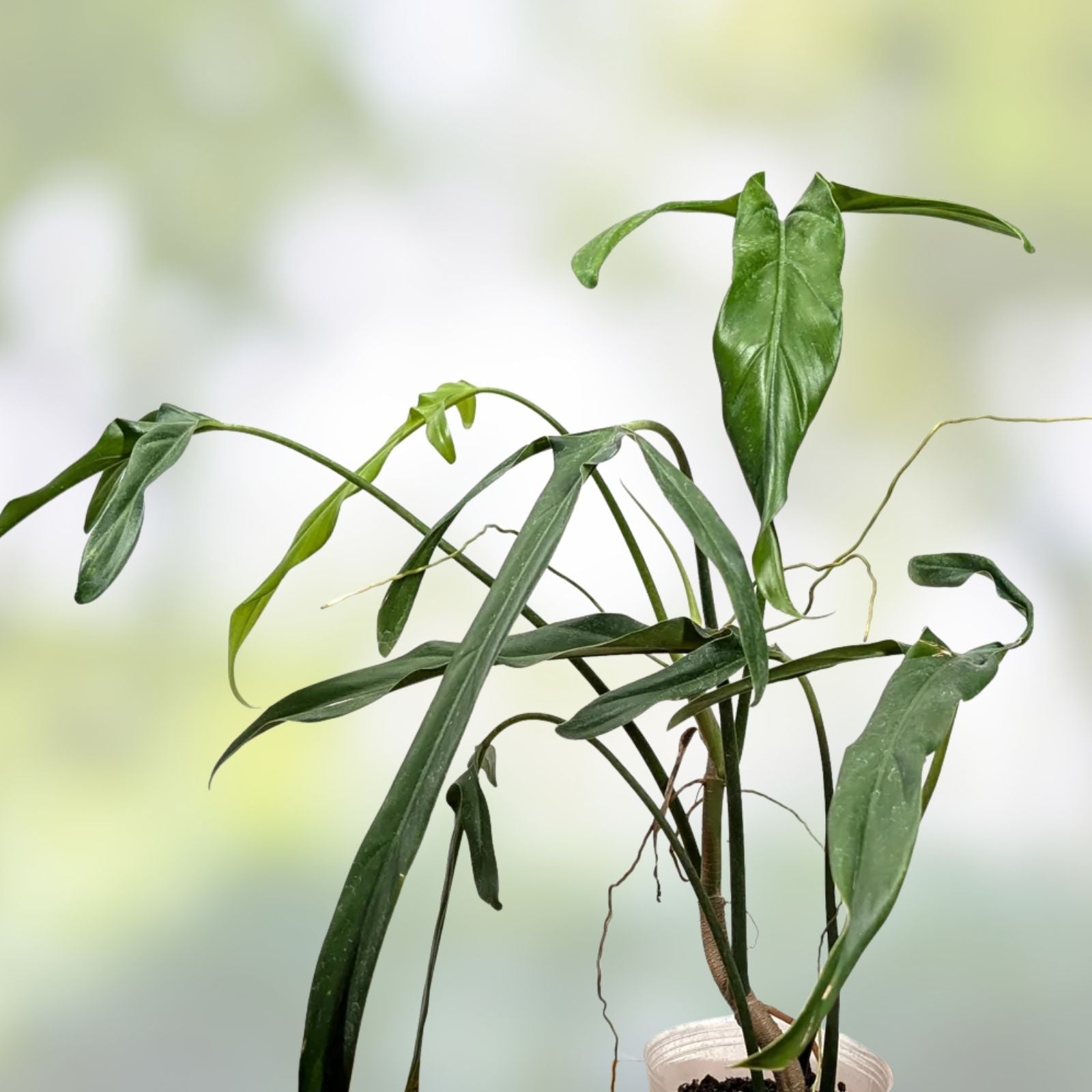 Philodendron Paloraense Live Plant – Tropical Houseplant with Lush Green Foliage – Easy Care Indoor Plant