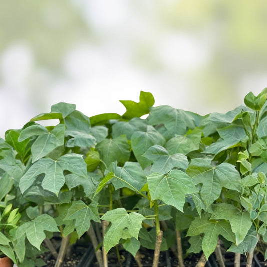 Organic Chaya Cuttings - Edible Spinach Leaf Vegetable Starter Plant, Cnidoscolus aconitifolius, Fast Growing Live Plant