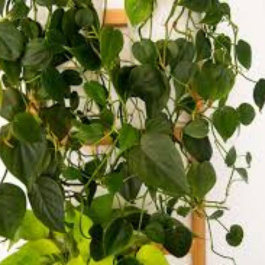 Heart Leaf Philodendron Cuttings 10 Unrooted Live Indoor Houseplants Trailing Green Philodendron hederaceum Non-GMO