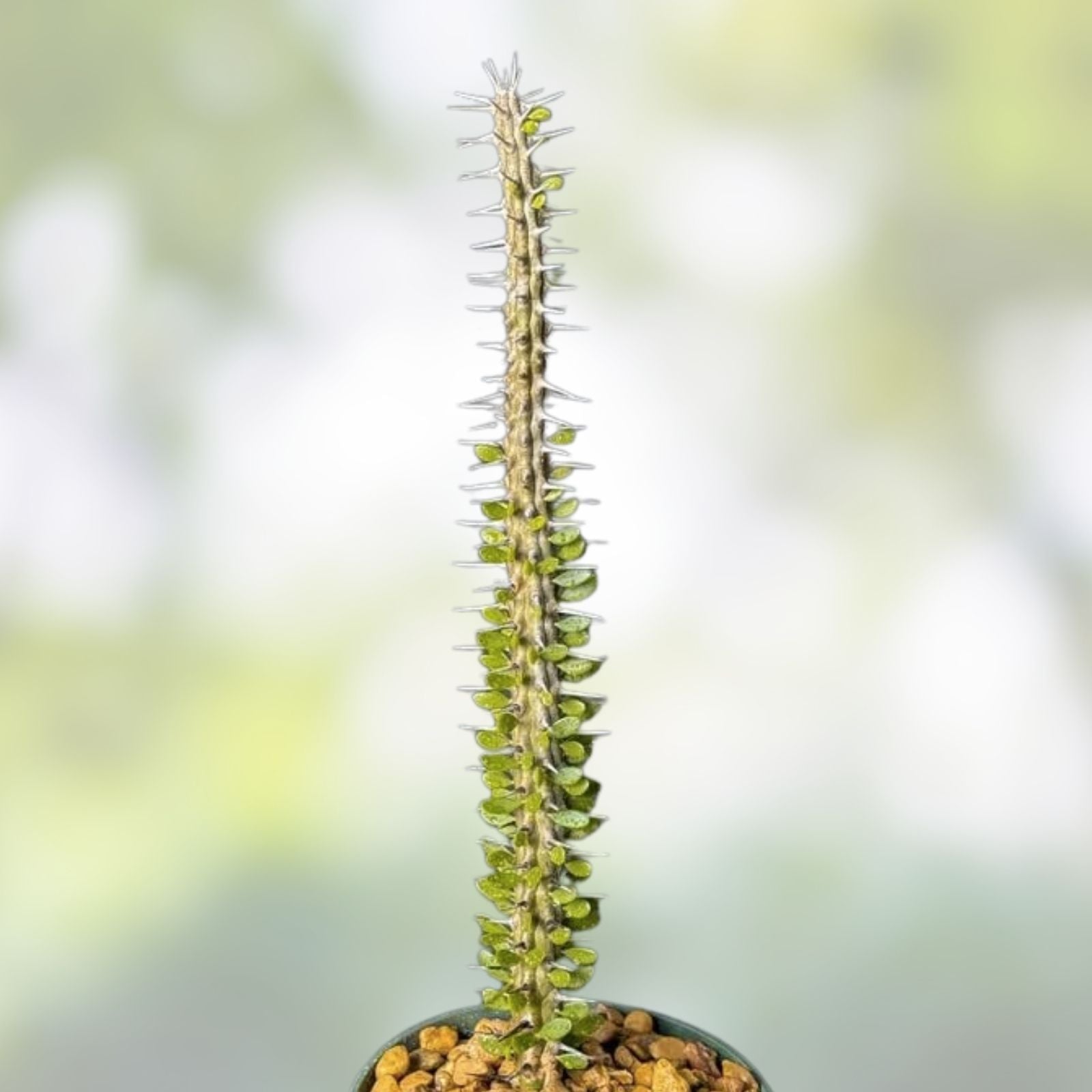 Alluaudia humbertii Rooted Cutting Madagascar Succulent Drought Tolerant Indoor Outdoor Plant