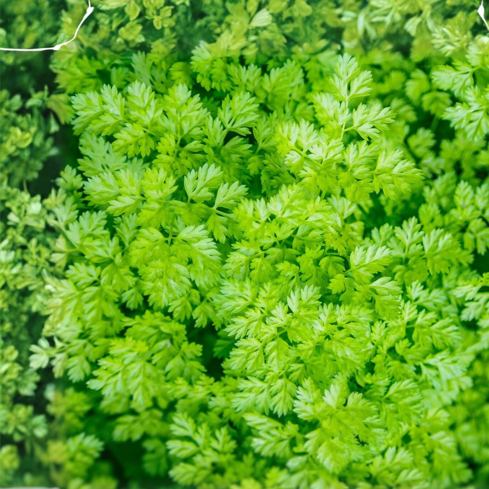 Chervil Seeds 1000+ Non-GMO Culinary Herb Seeds Anthriscus cerefolium Live Plant Starter Bare Root Gardening