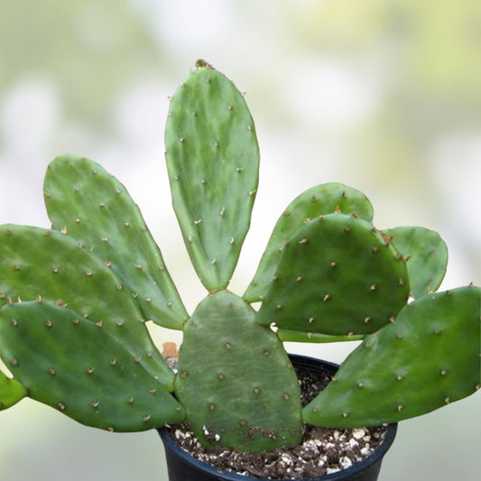 Opuntia lubrica Prickly Pear Cactus Cutting Live Succulent Drought-Tolerant Houseplant