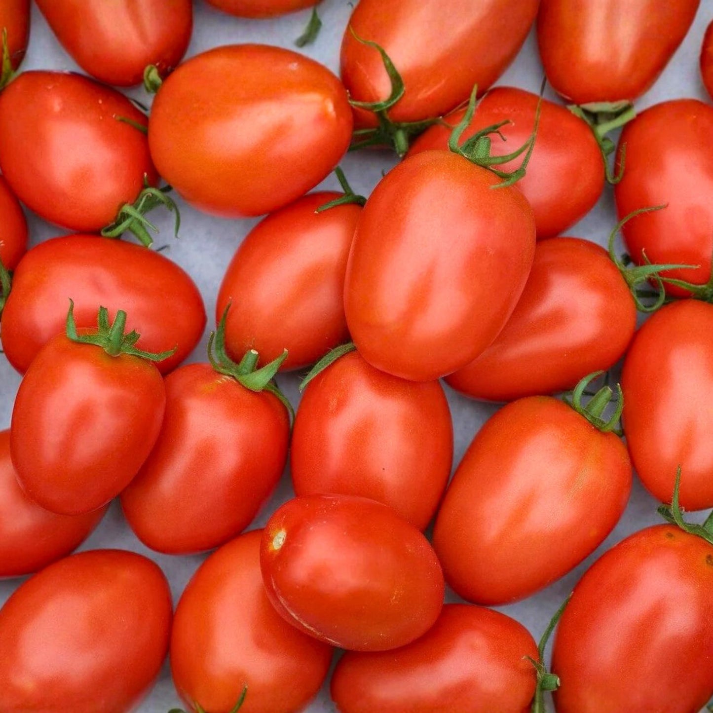 Italian Roma Tomato Seeds Heirloom Non-GMO 100 Pack, Vegetable Garden Starter, Solanum lycopersicum, Organic, Home Growing