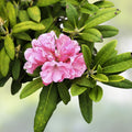 Yaku Prince Rhododendron Starter Plant - Well Rooted Dormant Shrub - Rhododendron spp. Live Plant, Garden, Landscape, Flowering Shrub