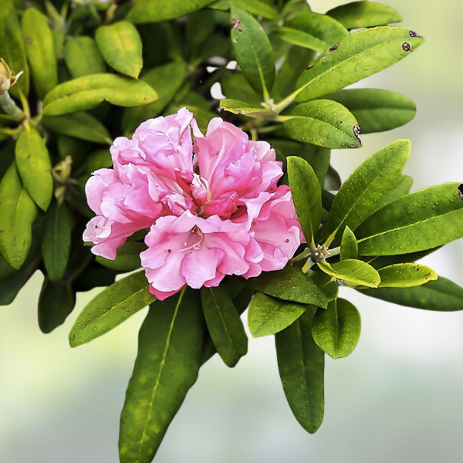 Yaku Prince Rhododendron Starter Plant - Well Rooted Dormant Shrub - Rhododendron spp. Live Plant, Garden, Landscape, Flowering Shrub