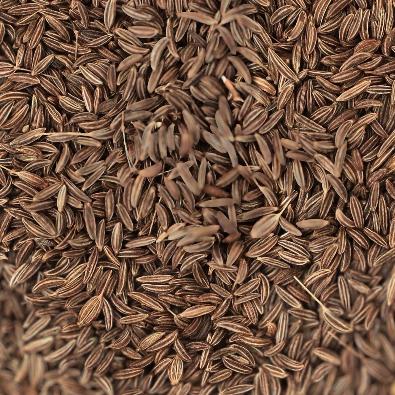 Caraway Herb Seeds 100+ Pack Organic Culinary Planting Carum carvi Bare Root Starter Live Plant Cutting