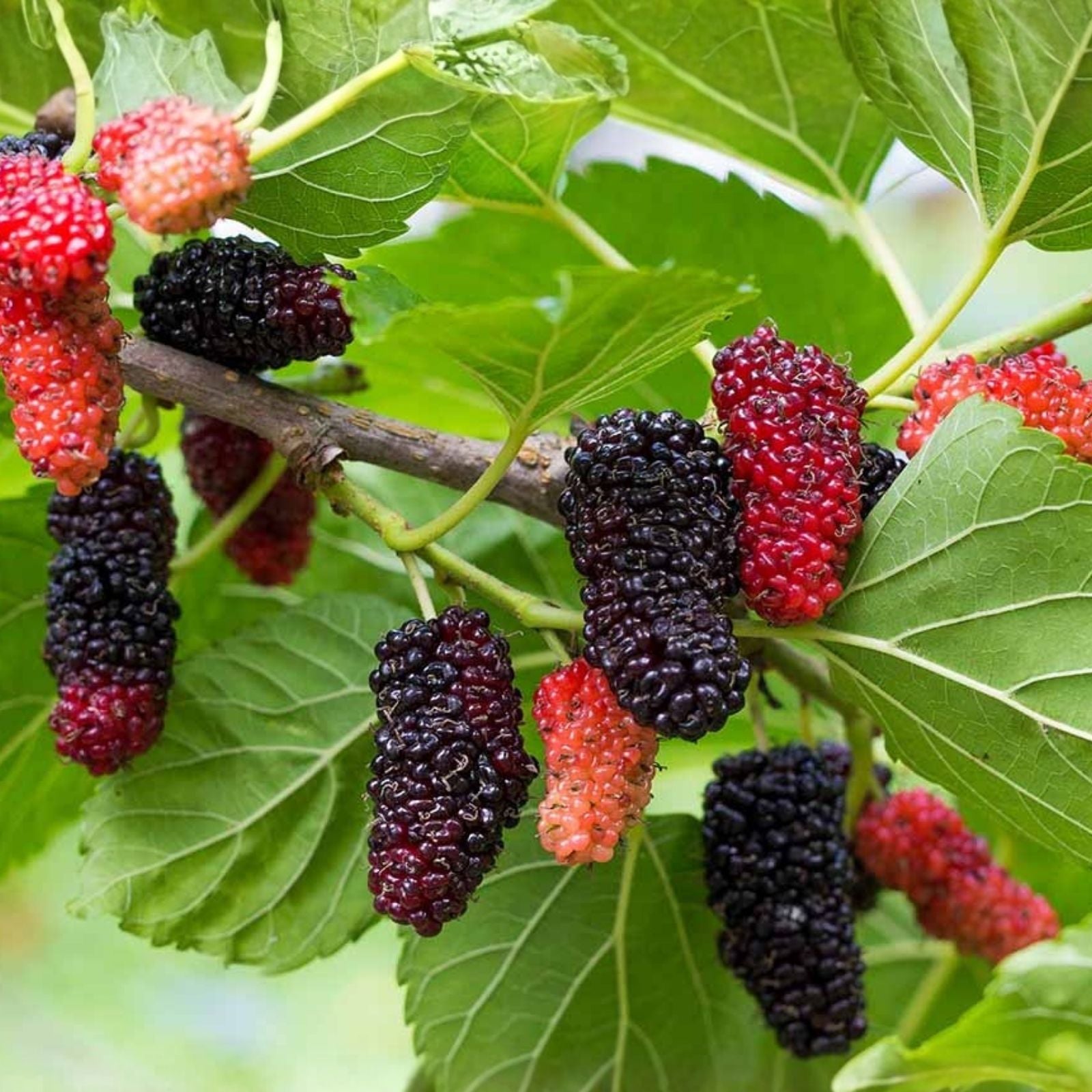 Texas Mulberry Tree Cuttings Morus microphylla Live Plant Bare Root Starter 7-10 inches Gardening