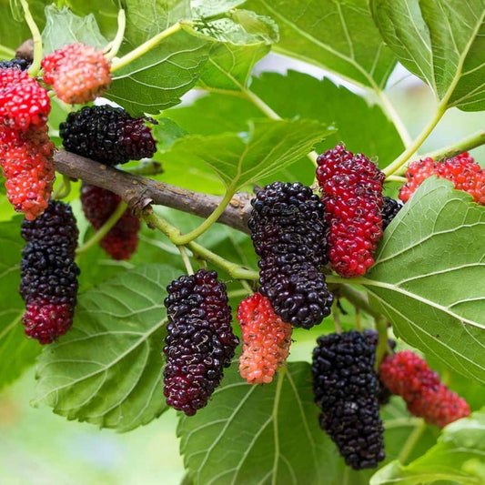 Texas Mulberry Tree Cuttings Morus microphylla Live Plant Bare Root Starter 7-10 inches Gardening