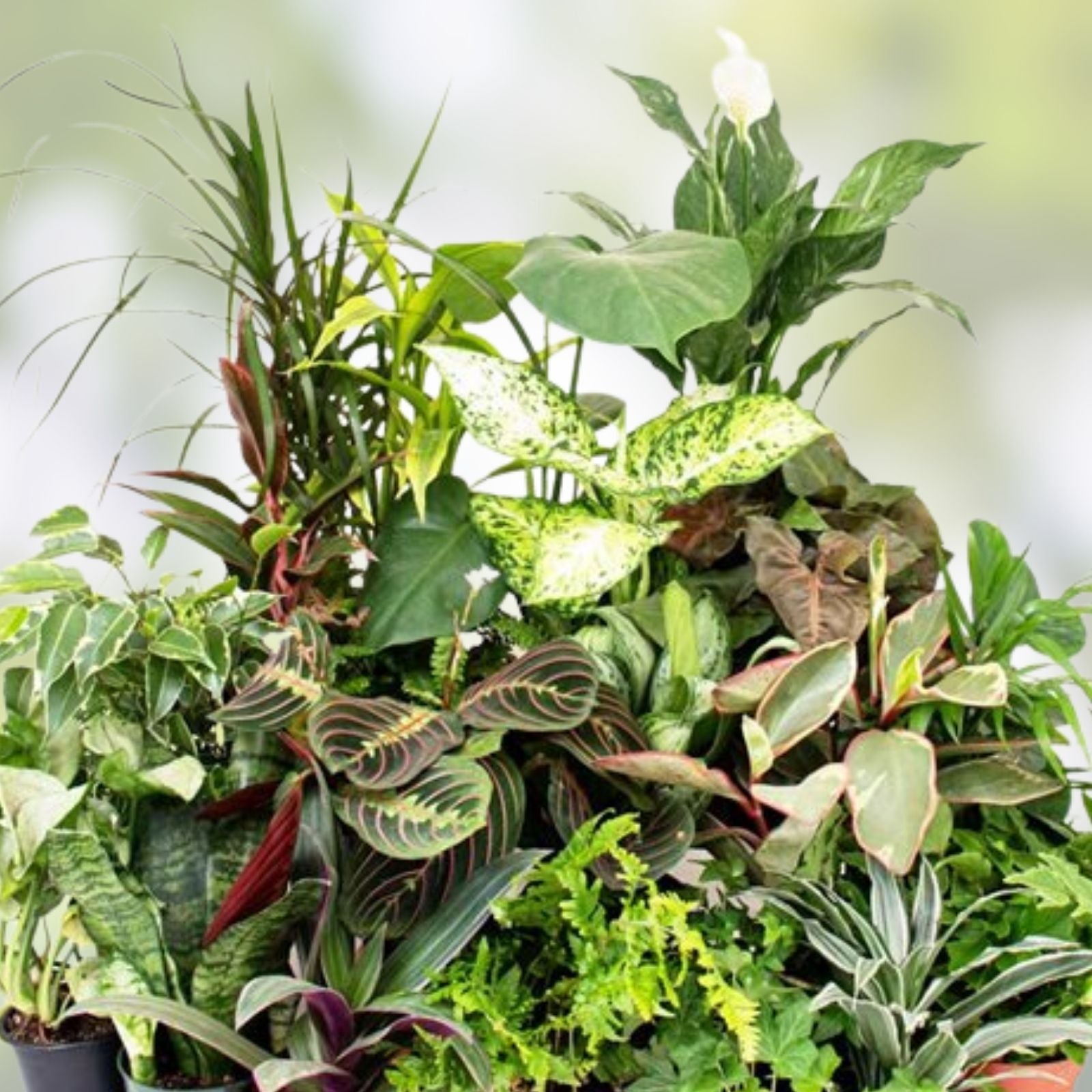 15 Assorted Indoor Plant Cuttings - Live Houseplants Starter Pack for Home Gardening