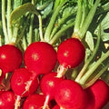 Organic Heirloom Radish Seeds Champion Variety Non-GMO Salad Radish Plant Starter