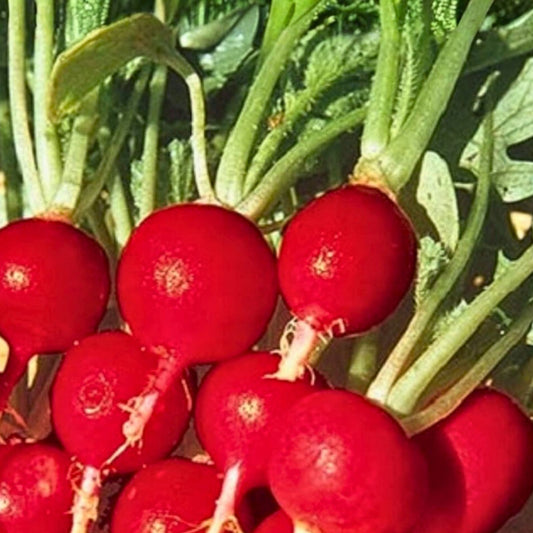 Organic Heirloom Radish Seeds Champion Variety Non-GMO Salad Radish Plant Starter