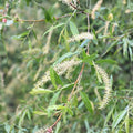 Black Willow Cuttings Salix Nigra Live Plant Starter Tree for Rooting Bonsai Ornamental Tree