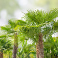 Windmill Fan Palm Tree Live Plant 34-38" Trachycarpus fortunei Indoor Outdoor Palm Tree
