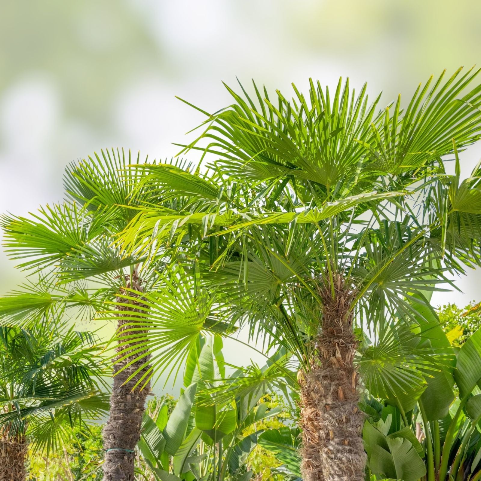 Windmill Fan Palm Tree Live Plant 34-38" Trachycarpus fortunei Indoor Outdoor Palm Tree