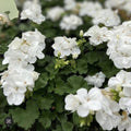 Snow White Zonal Geranium Cuttings 8-Pack Pelargonium 'Hint of Pink' Indoor Outdoor Houseplants Starter Plants