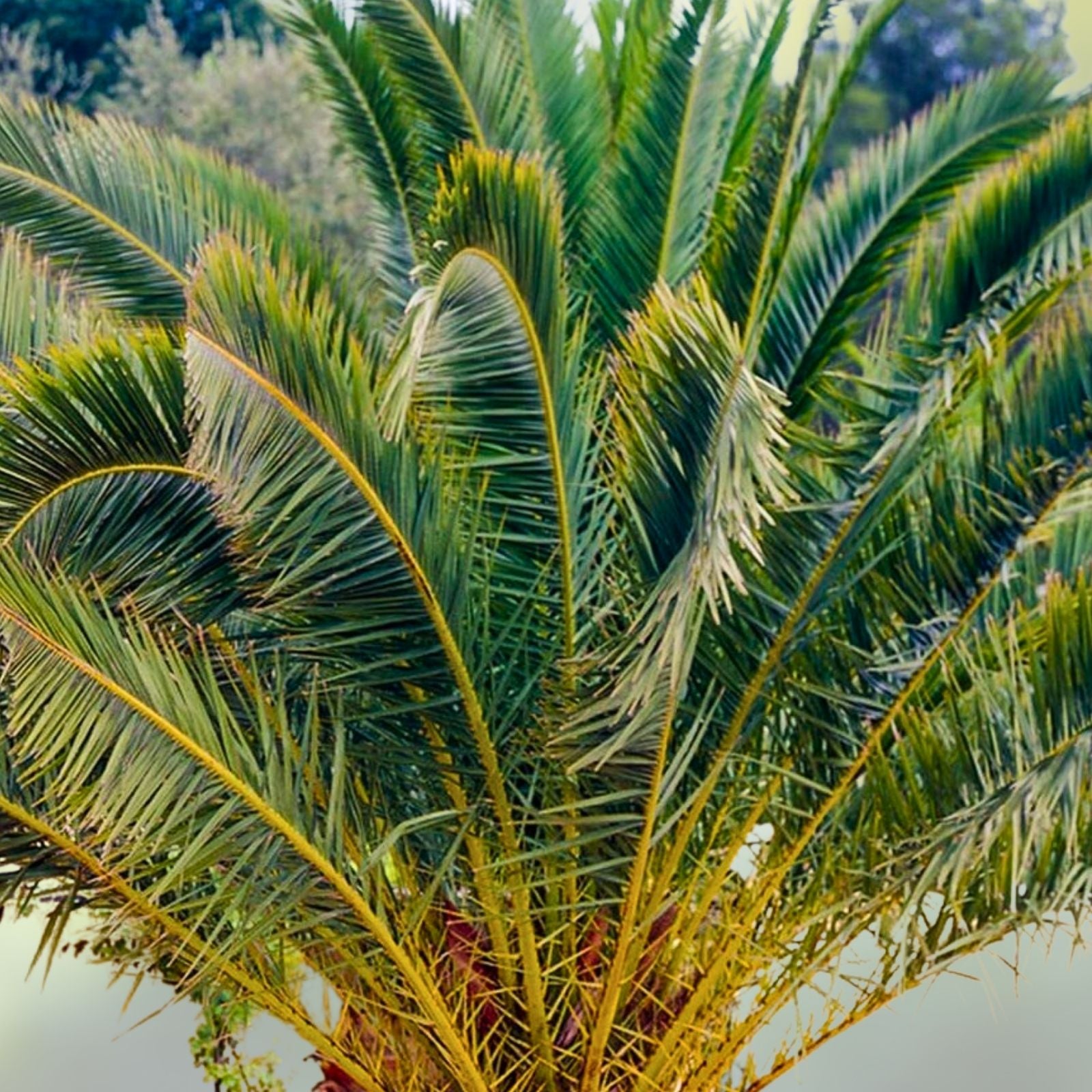 Canary Island Date Palm Tree Phoenix Canariensis 38+ Inch Live Indoor Outdoor Plant, Palm Tree, Exotic Houseplant