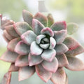 Rare Graptoveria Dusty Succulent Plant 3-Inch, Easy Care Houseplant, Succulent Gift, Hybrid, Live Plant, Starter Plant