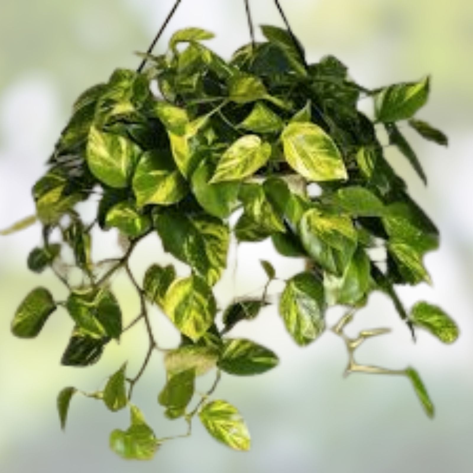 Giant Green Pothos Cuttings 6-8in Taro Vine Epipremnum aureum Houseplant Live Plant