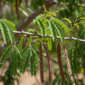 Acacia Senegalia Seeds Black Cutch Tree Drought Tolerant Fast-Growing Plant Seeds 30 Pack
