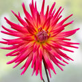 Dahlia Plant Bora Bora Pink Red Yellow Flowering Live Bulb Garden Starter Plant 4"