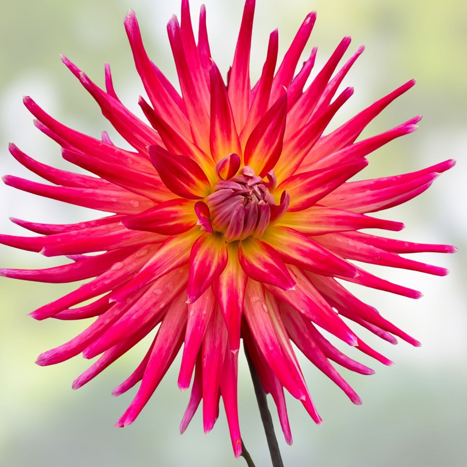Dahlia Plant Bora Bora Pink Red Yellow Flowering Live Bulb Garden Starter Plant 4"