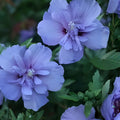 Rose of Sharon Seedlings Lot of 2 Lavender & White Hibiscus syriacus Flowering Shrubs Garden Plants