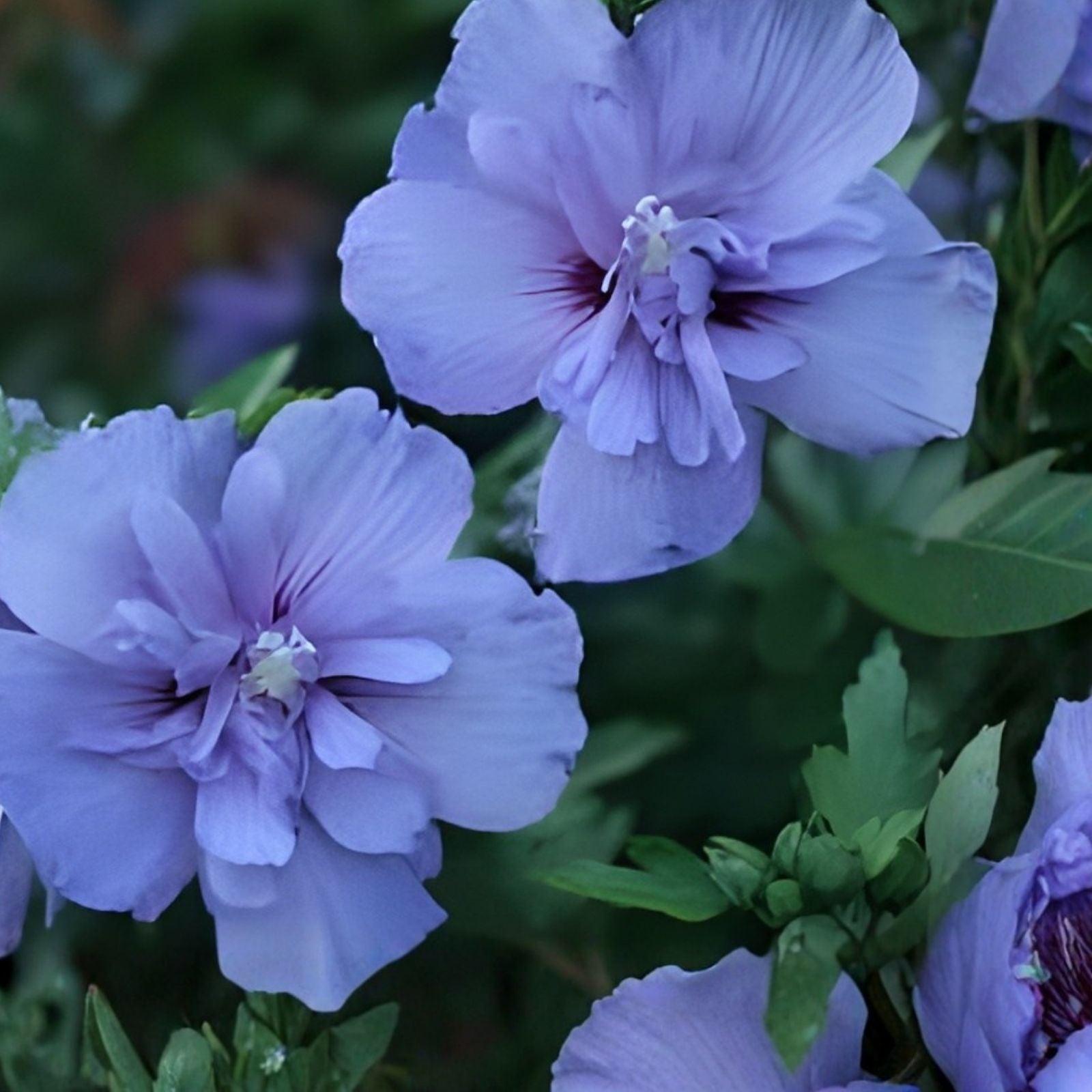 Rose of Sharon Seedlings Lot of 2 Lavender & White Hibiscus syriacus Flowering Shrubs Garden Plants