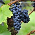 Pinot Noir Grape Live Plant Tree Vitis vinifera Fruit Bearing Wine Grape Starter 8-18 inches