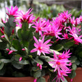 Easter Cactus Live Plant Pink Succulent Houseplant 2-4" Rhipsalidopsis gaertneri Cutting