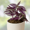 Burgundy Purple Wandering Jew Plant Cuttings 4 Pack Tradescantia Zebrina Indoor Houseplant Starter