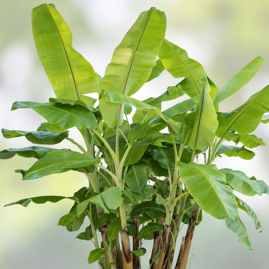 Musa basjoo Cold Hardy Banana Tree Starter Plant - Live Tropical Plant for Garden or Indoor Use