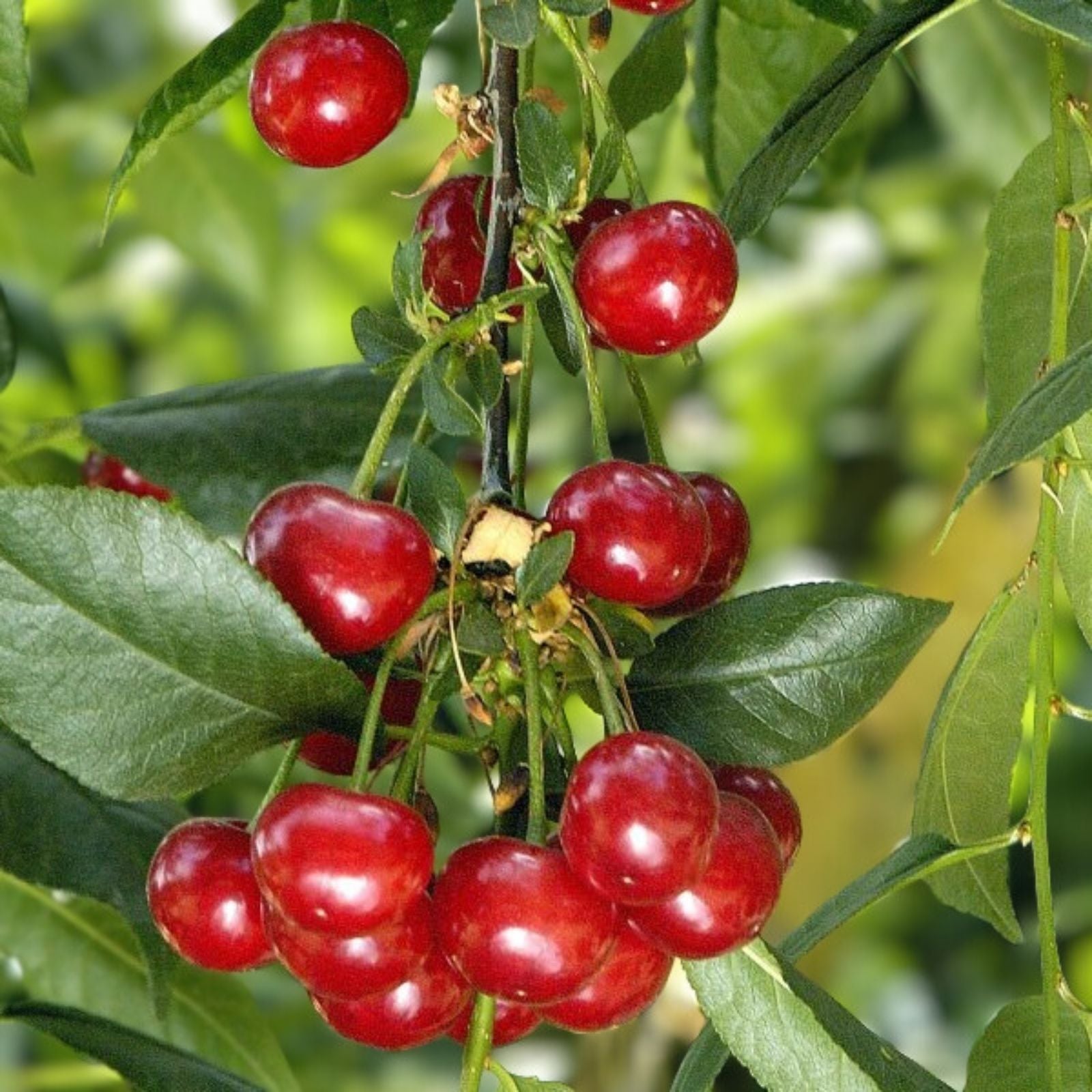 Evans Cherry Tree Seeds 20 Pack Prunus cerasus Tart Fruits Live Plant Bare Root Starter Tree