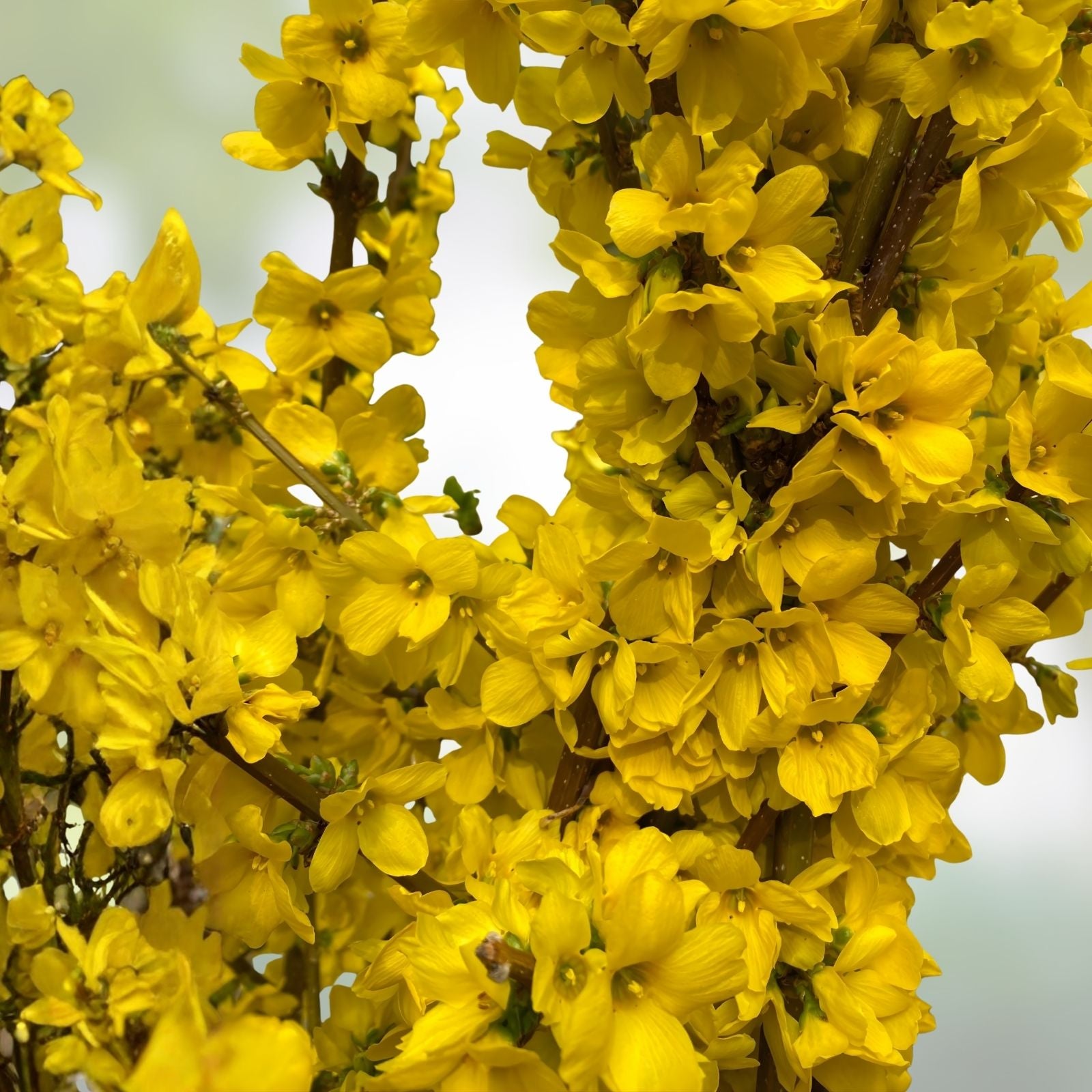 Forsythia Bush Cuttings Set of 12, Unrooted, Yellow Flowering Shrubs, Forsythia x intermedia, Garden Plants