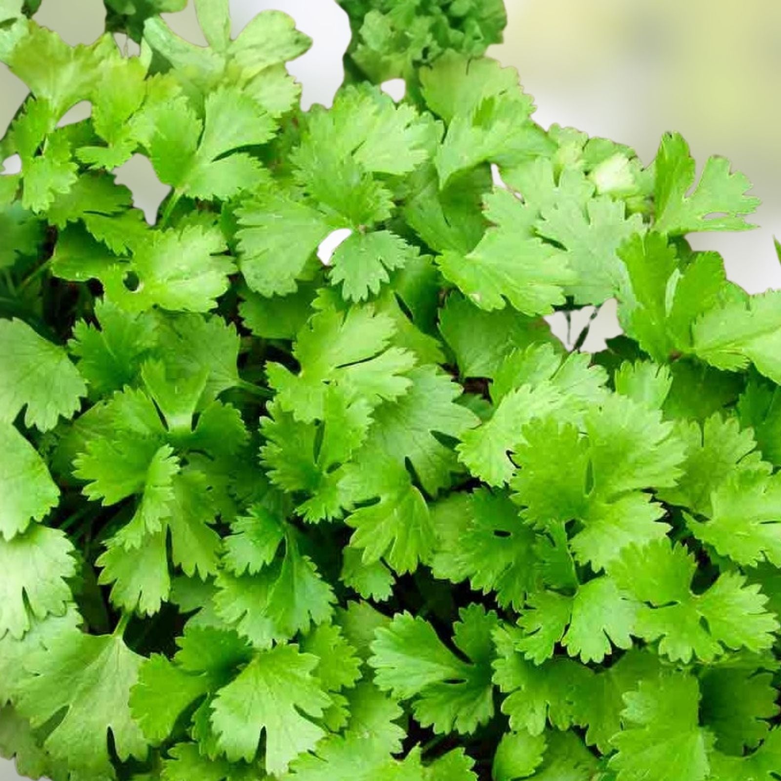 Cilantro Seeds Non-GMO Heirloom Coriandrum sativum Herb for Cooking, Slow Bolt, 100 Pack, Live Plant or Seed Starter